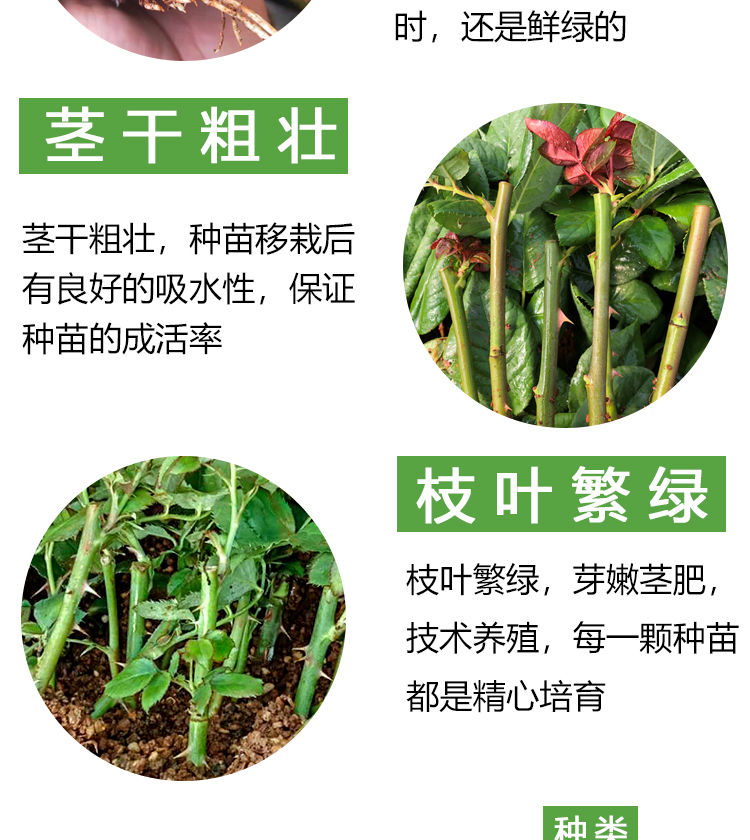 红玫瑰花苗卡罗拉花店同款玫瑰特大花阳台庭院四季绿植物盆栽