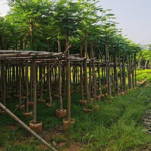 普宁市直径8公分10公分12公分凤凰木袋苗价格88元