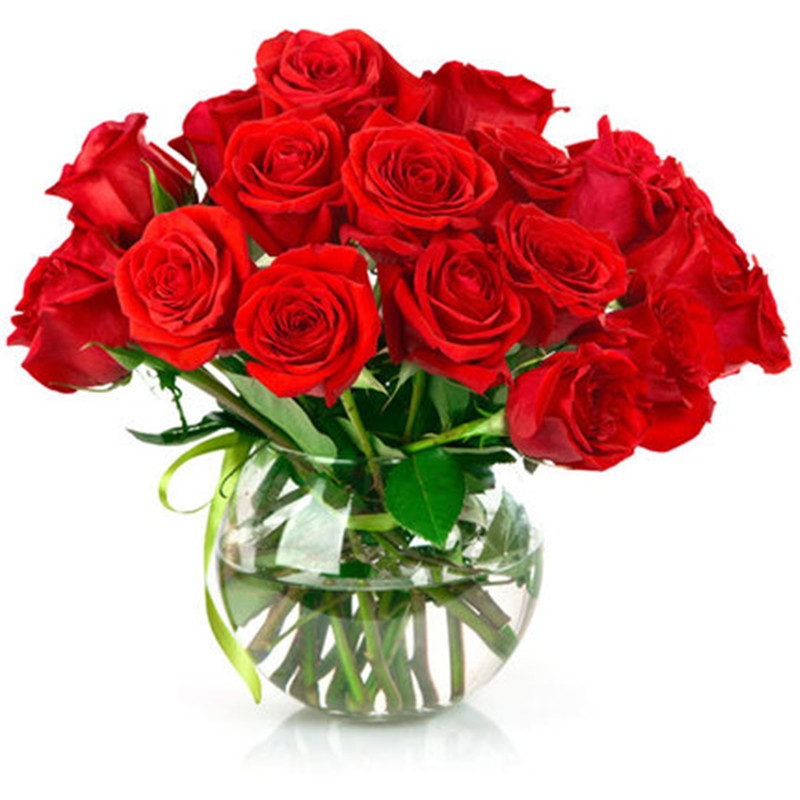 红玫瑰花苗卡罗拉花店同款玫瑰特大花阳台庭院四季绿植物盆栽