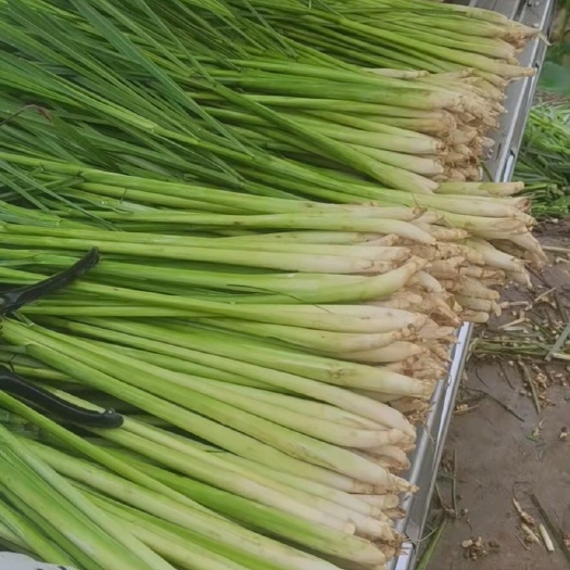 内江香茅草