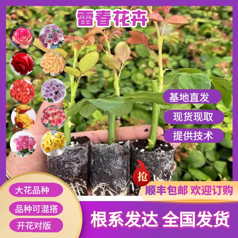 【600杯起】云南昆明鲜切花玫瑰月季无纺布杯苗 四季开花