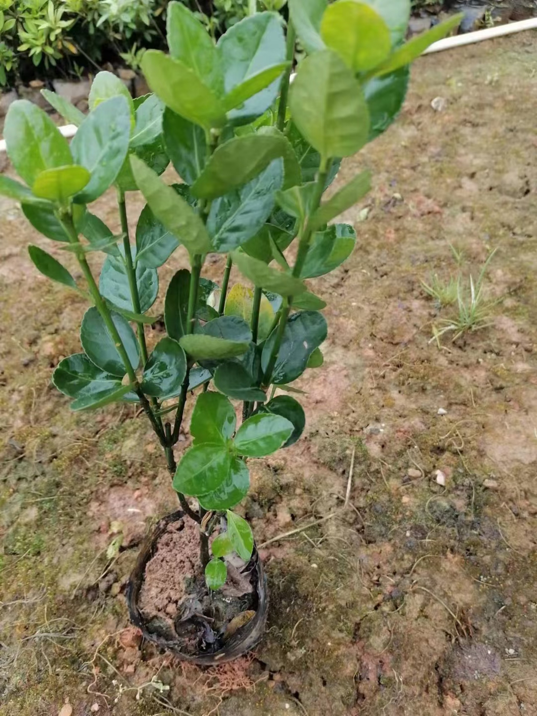 供应湖南大叶黄杨，小叶黄杨小毛球，金边黄杨杯苗，瓜子黄杨杯苗