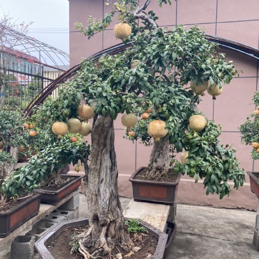 精品造型古桩石榴盆景