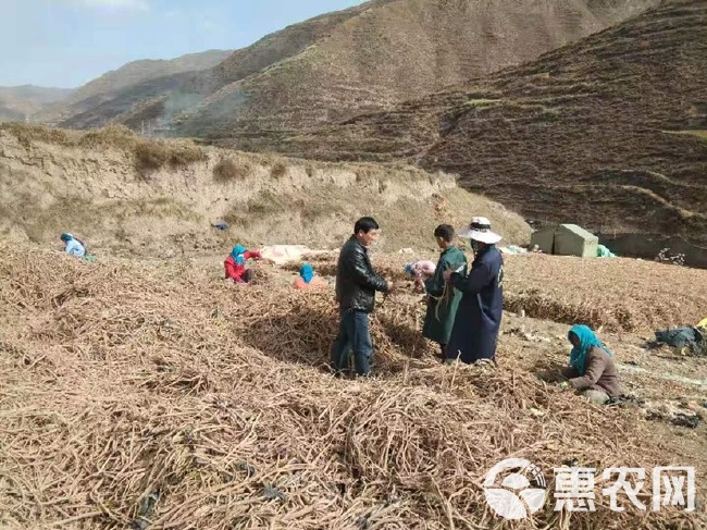 黄芪切片「岷县惠药堂中药材产地直发」诚信经营！