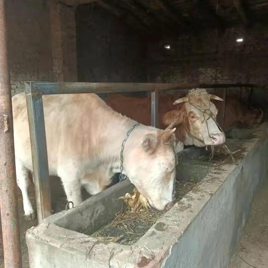 延津县自家养的黄牛纯干草喂养急需出售