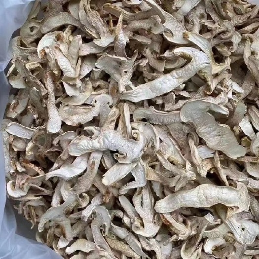 红原县小金松茸  干松茸