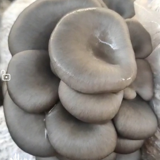 德州保每亩地纯利五万。平菇菌种，我所新研究的栽培技术保成功
