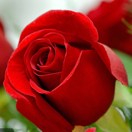 红玫瑰花苗卡罗拉花店同款玫瑰特大花阳台庭院四季绿植物盆栽