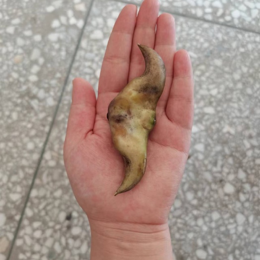 霍邱县蓄水湖野生菱角，新鲜采摘，粒大，皮薄肉厚，口感软糯，清甜