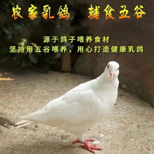 太和县乳鸽土鸽子农家散养鸽子放飞活体乳鸽活体包邮包活到家。￼