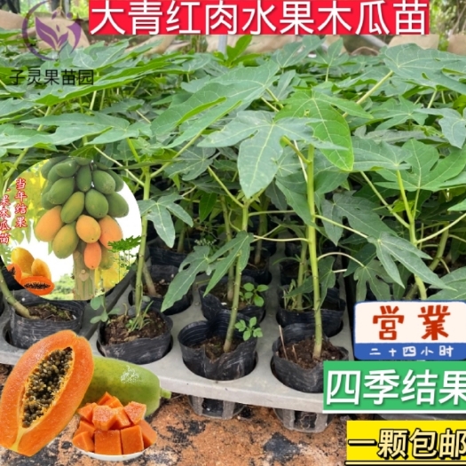 灵山县正宗大青红肉木瓜苗！果实营养丰富老少皆宜