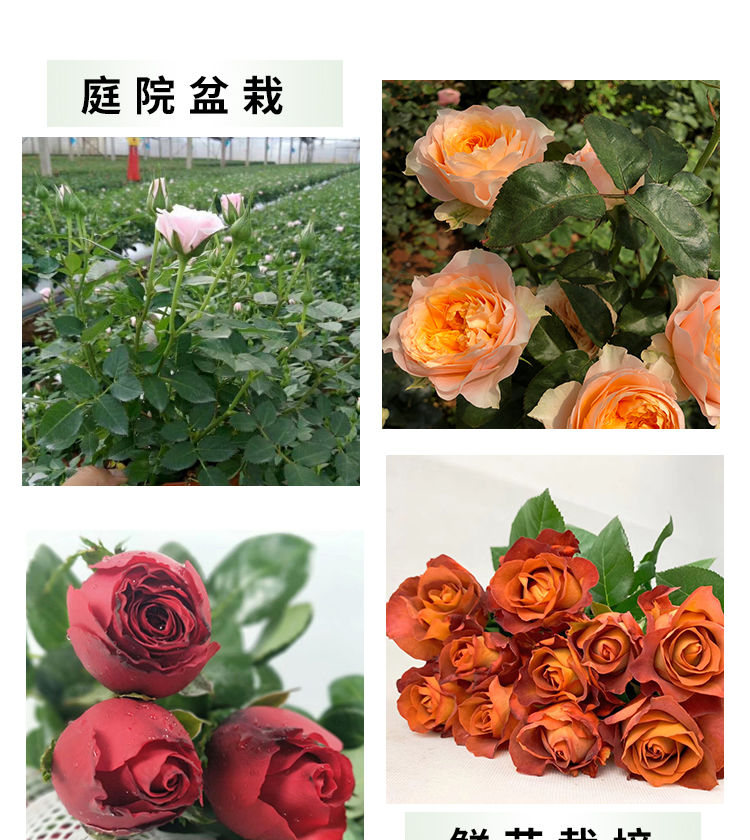红玫瑰花苗卡罗拉花店同款玫瑰特大花阳台庭院四季绿植物盆栽