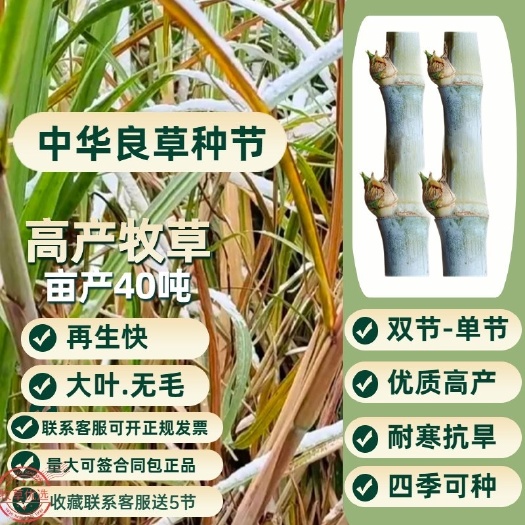 罗甸县中华良草