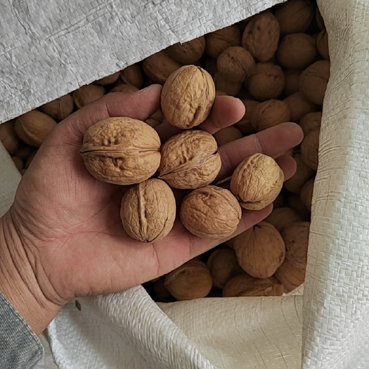 阿拉尔市新疆纸皮核桃
