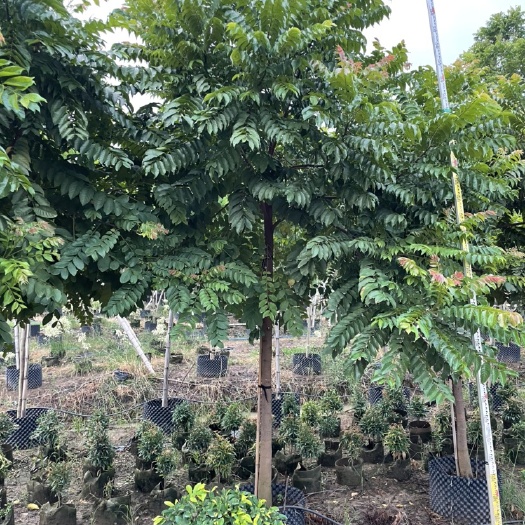 广州麻楝