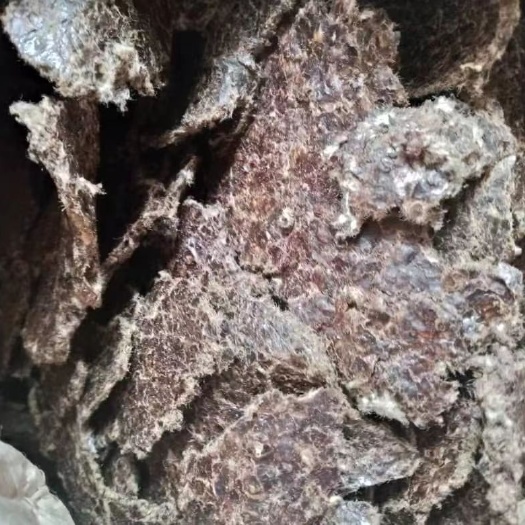上海新榨棉籽饼（粕），22/23年度，巴基斯坦产。（美元结算）