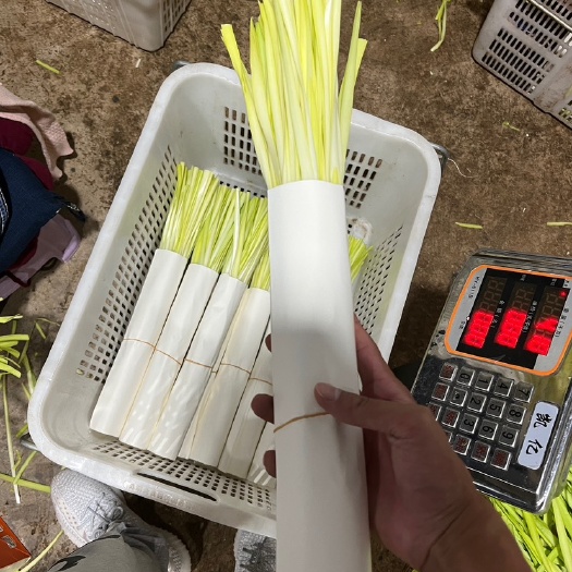 彌勒市云南高原韭黃