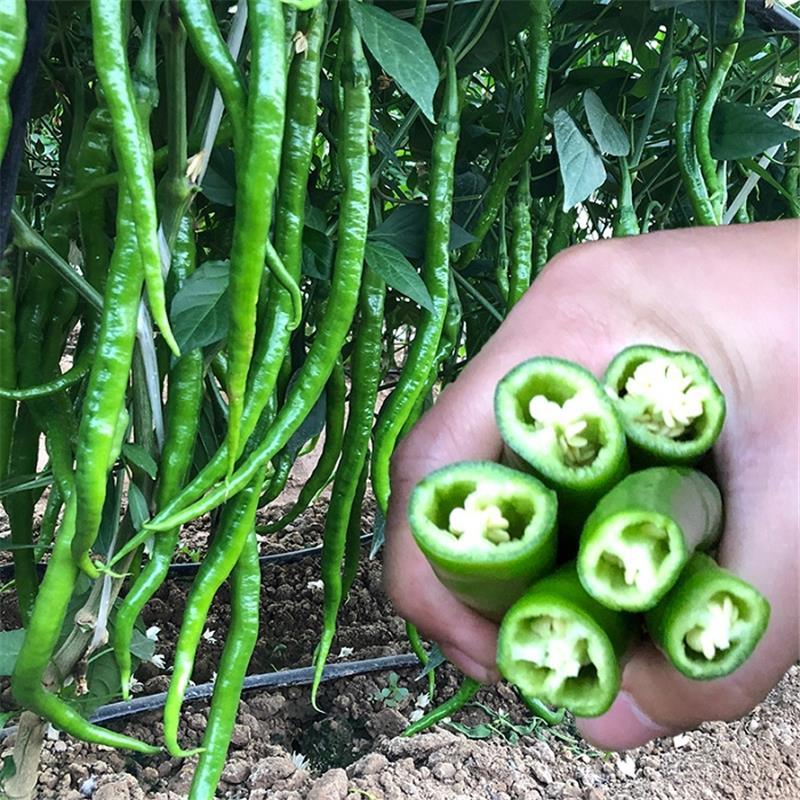 苏润辣椒种子润辣50早熟特长果挂果多青果绿色红果鲜艳辣味适中