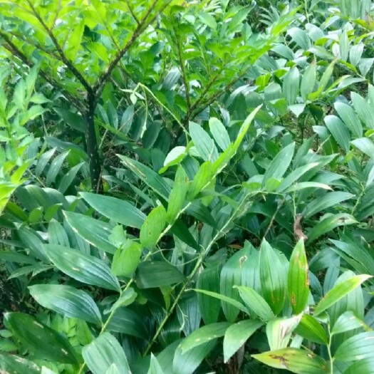 花垣县湘玉竹
