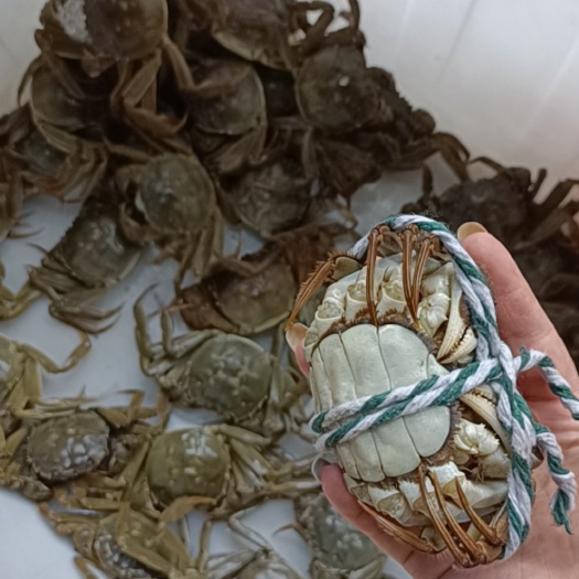洪湖市湖北洪湖清水大闸蟹，好水养好蟹！天气降温了，大闸蟹越来越肥了