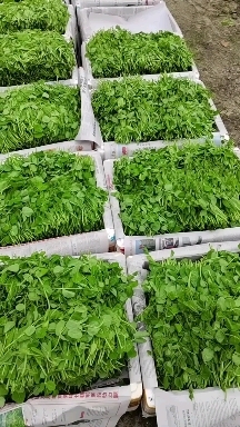 峨边县新鲜出炉的豌豆尖