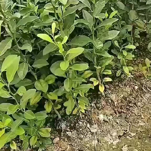 阳朔县土柠檬苗（红芽）用于嫁接各种柠檬，茶枝柑的粘木