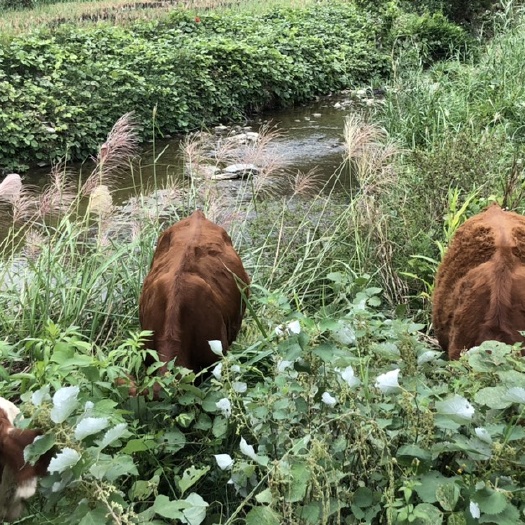 三江县放山牛，干旱没有草地放了