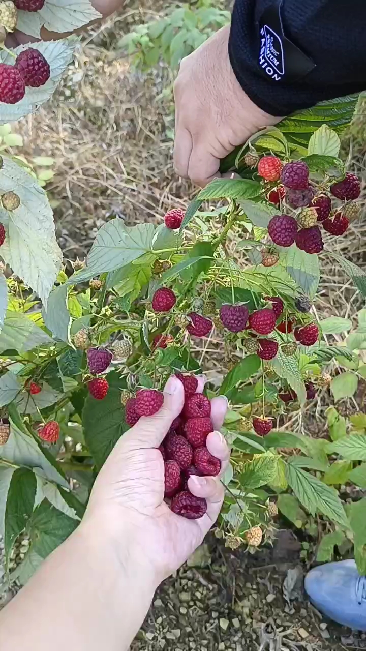 白山双季树莓苗  树莓苗 红树莓苗 品种齐全南方北方盆栽地栽苗