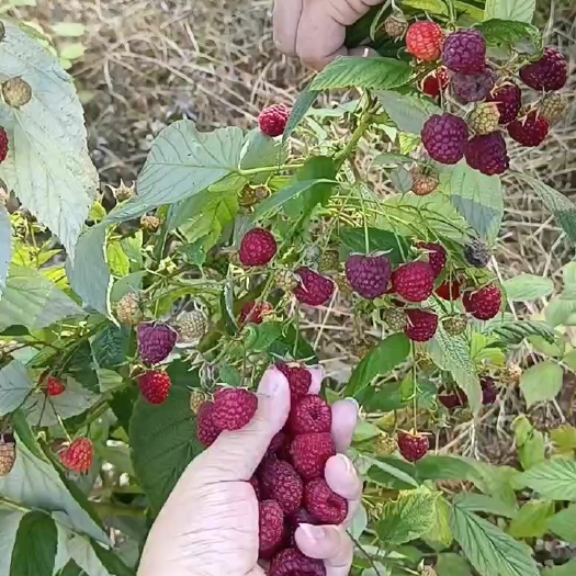 白山双季树莓苗  树莓苗 红树莓苗 品种齐全南方北方盆栽地栽苗
