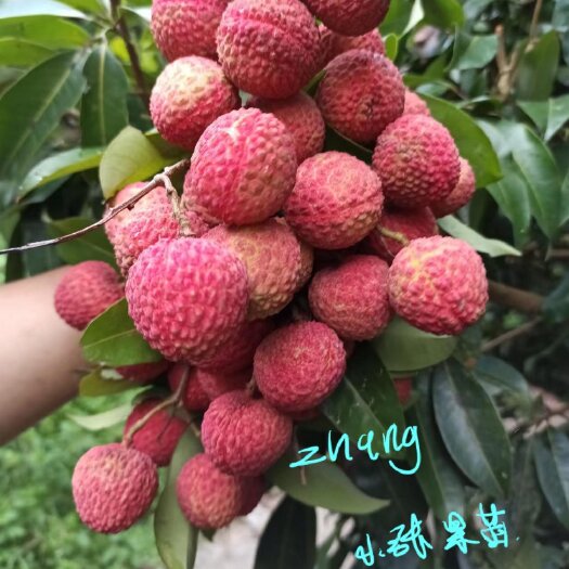 容县东莞冰荔荔枝苗，先进奉，岭丰糯，桂味，妃子笑，无核荔枝苗等等