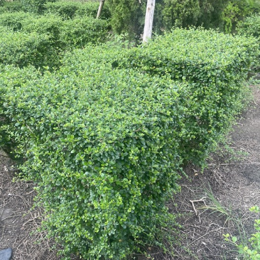 广州福建茶方形