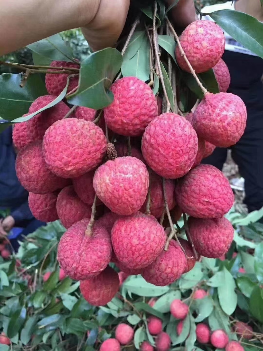 高压圈荔枝苗树桩特大果树苗无核桂味带土带叶南方种植当年结果