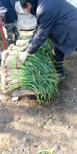 禹州市红根蒜苗生产基地