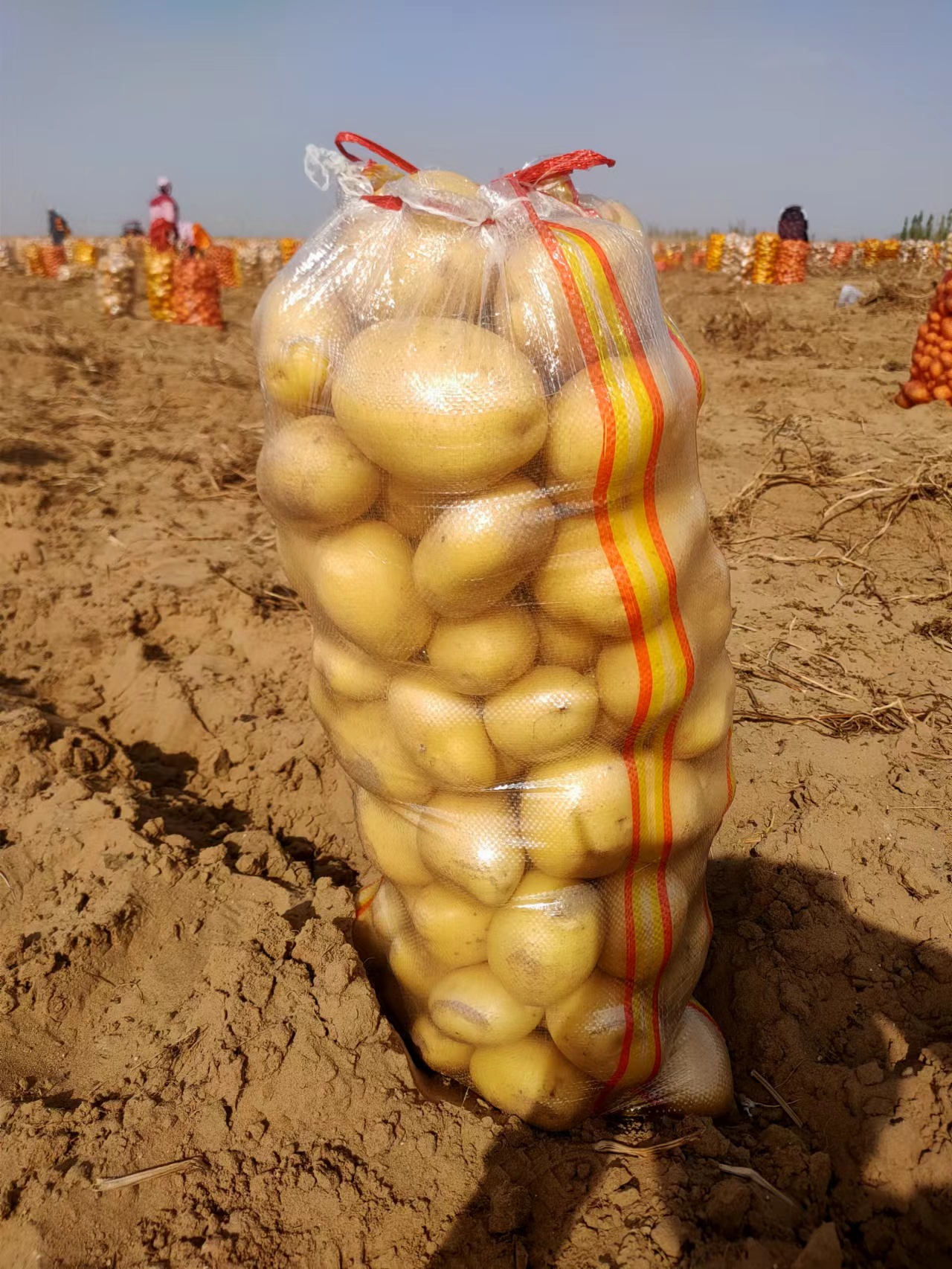 陕北纯沙地土豆，黄心V7；正在大量出货中