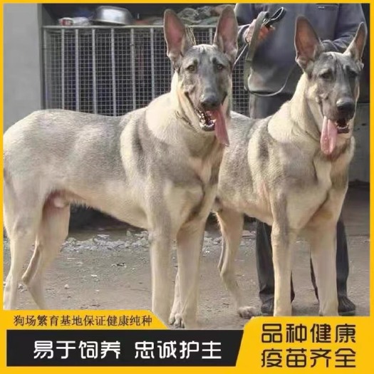嘉祥县中华狼青犬。狼青￼￼幼犬 成年狼青 看家狗 狼青多少钱