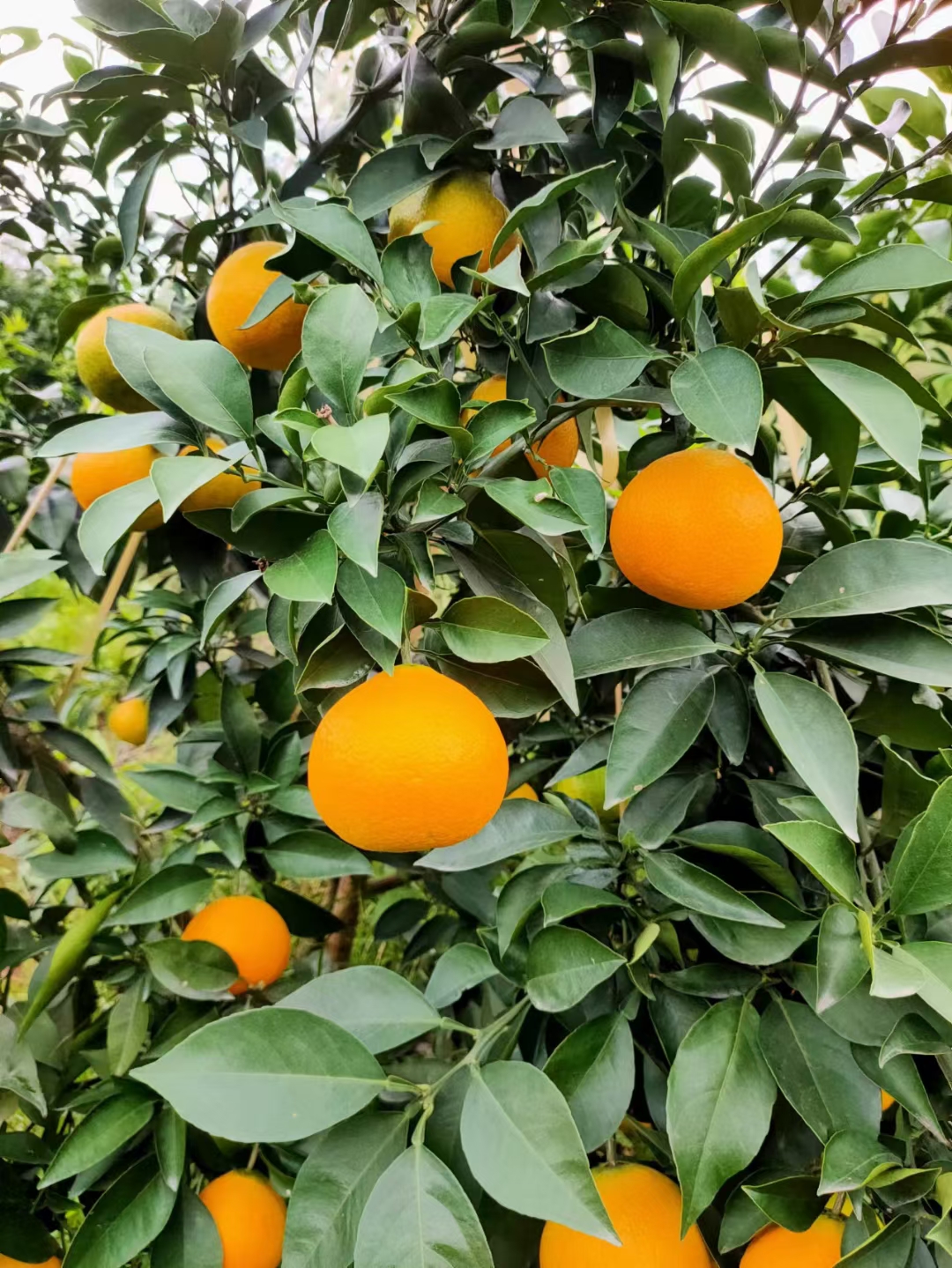 红美人 自家种植红美人大量上市 欢迎各大市场、社区团购、商超