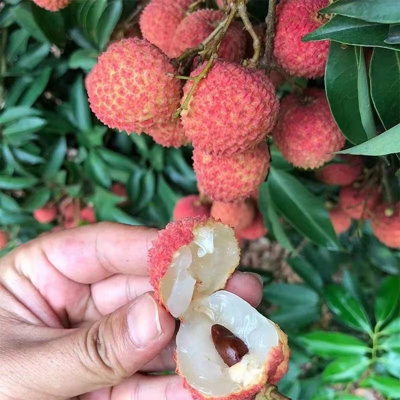 高压圈荔枝苗树桩特大果树苗无核桂味带土带叶南方种植当年结果