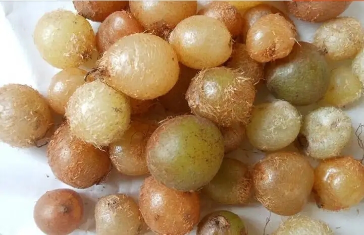 贞丰县肾蕨，石黄皮，