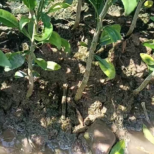 阳朔县香橙苗
