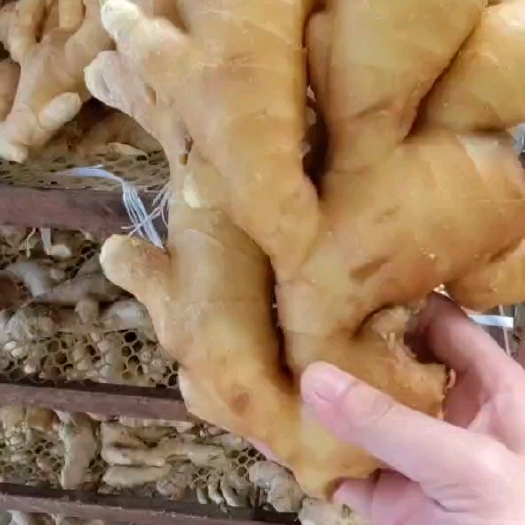 沂水县精品水洗【大黄姜】可做姜种 产地直销 货源充足 全国物流代发