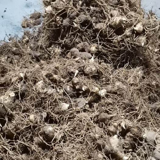 印江县贵州道地纯种植4-5年姜型黄精