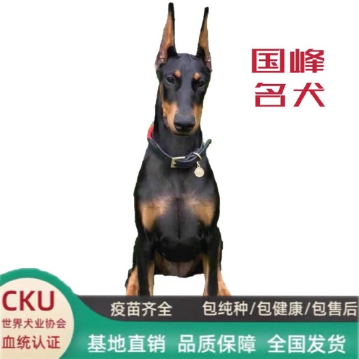 嘉祥县杜宾犬 ￼