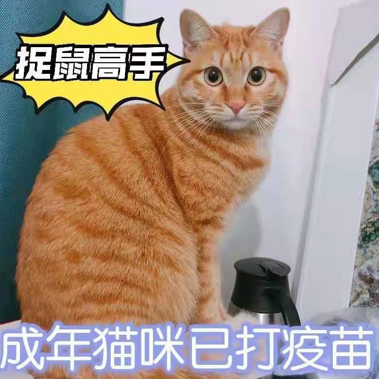 鄒平市寵物貓田園貓  家貓橘貓黑白貓獅子貓