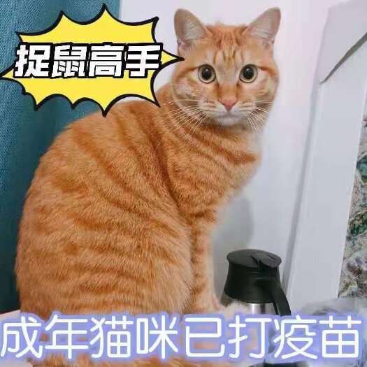宠物猫田园猫  家猫橘猫黑白猫狮子猫