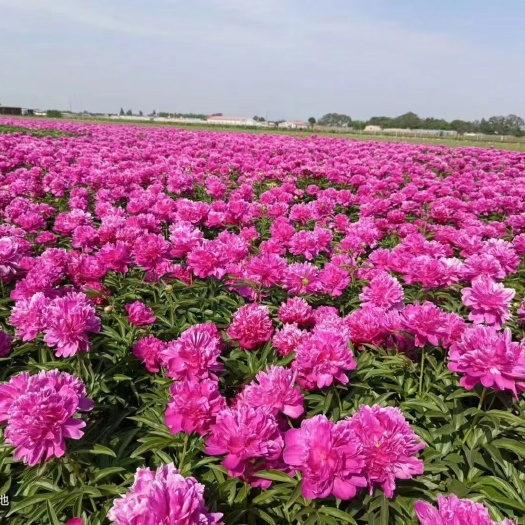 高邑县富贵红芍药