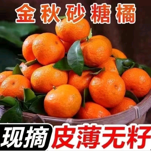 钟山县广西金秋沙糖桔，中上等好货，无干水，无太阳果，欢迎订果包园。