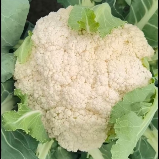 温县白花菜花