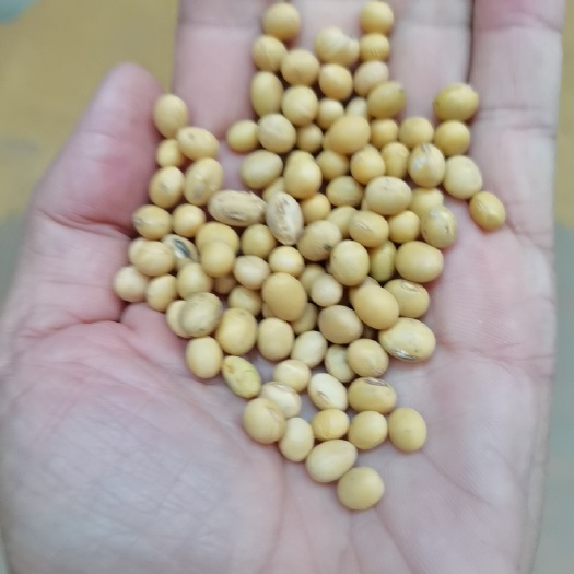 灵璧县精品大豆批发