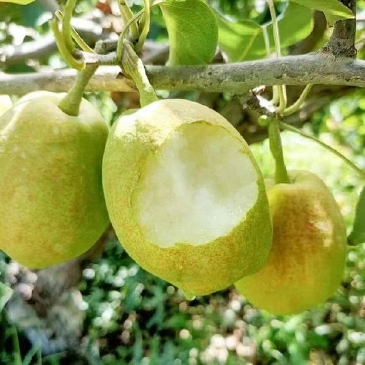 成都库尔勒香梨全母梨净重约8斤，单果95-120g，33-40枚
