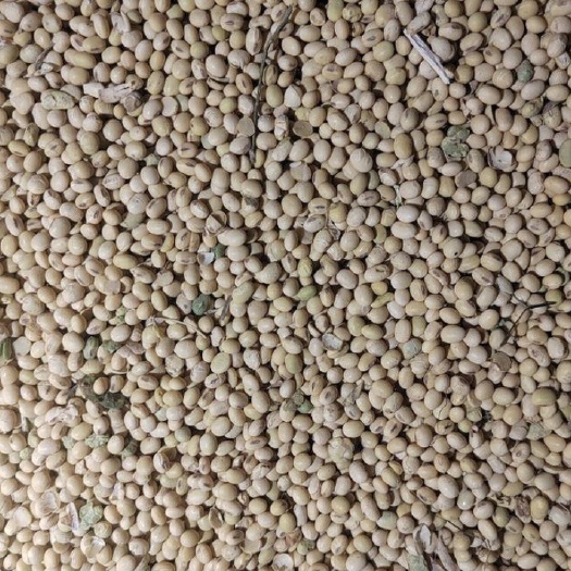 汝南县优质黄豆颗粒饱满 本地自产。